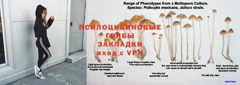 Псилоцибиновые грибы прущие грибы  ОМГ ОМГ как зайти  Кириллов 